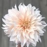 Profilbild von Hortensie