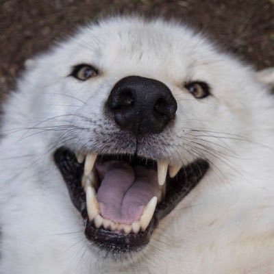 Con Concordius's profile picture