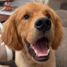 DaposPapa's profile picture