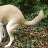 Profilbild von dogfart