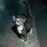Kailo profil fotoğrafı