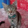 chizwish03087 profil fotoğrafı