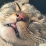 midnightcatwheel's profile picture