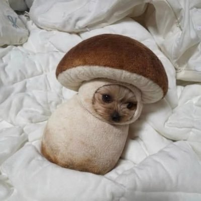 🦔's profile picture