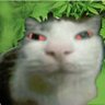 Фото профиля gato maconha