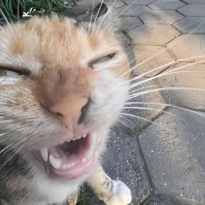 NetizenKonoha45's profile picture