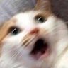 oh!Tuna!'s profile picture