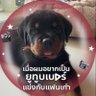 Profilbild von ซีอีโอเพี๊ยน