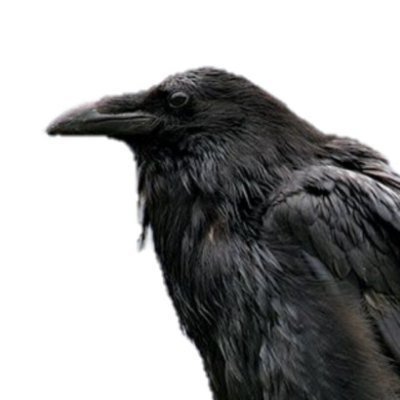 Raven's profile picture
