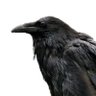 Raven 的头像