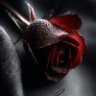 Tola -rose's profile picture