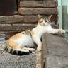 honeybee's profile picture