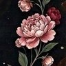 Poppies&Peonies 的头像