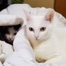 しゅう profil fotoğrafı