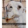 Profilbild von محمد