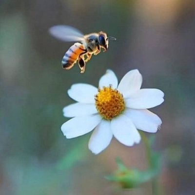 L'Ape Regina🐝🌼's profile picture