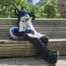 Profilbild von Eco the wusky 🇨🇦 🔜 calfurry 2026