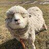 🐑🌻🌸's profile picture