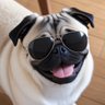 くらぷとん profil fotoğrafı