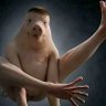 沙漠寸头没事瞎溜达猪 profil fotoğrafı