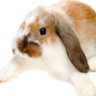 eli bunny profil fotoğrafı