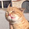 Profilbild von Zaphon