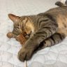 としち☆極悪猫にゃ profil fotoğrafı