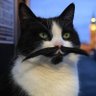 Profilbild von Snowdawg1985