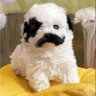 Cinco profil fotoğrafı