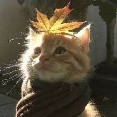 🍁 Bald Herbstkadse 🍂🍄's profile picture