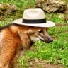 Carlos Marcos's profile picture