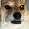 デブな犬を飼ってる 的头像