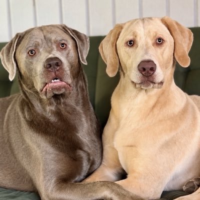 jakesilverlab's profile picture