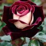 Somnath Angarkhe's profile picture
