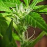plantador de plantas's profile picture