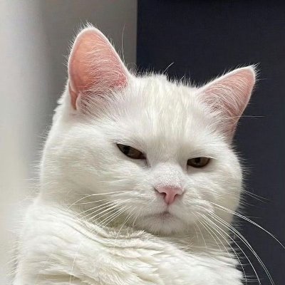 猫田殿's profile picture