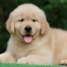 Popopo's profile picture