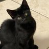 Neildavies profil fotoğrafı