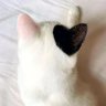 ししゃも's profile picture