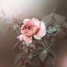 Razi Dhouib's profile picture