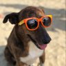 cachorrondas 🌊's profile picture