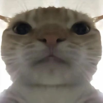 qinlin9401's profile picture
