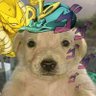 Фото профиля Maxthedog19