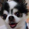 あきぼ's profile picture