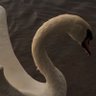 dodo 的头像