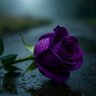 أريج أندرقيري🕊️🌹's profile picture