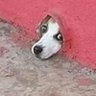 Profilbild von só mais um Lucas
