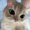 selcan🪶 profil fotoğrafı