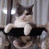 cat Cute cat profil fotoğrafı