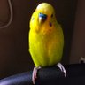 notanothergdsnuff's profile picture